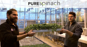 PureSpinach | Cornell's eLab